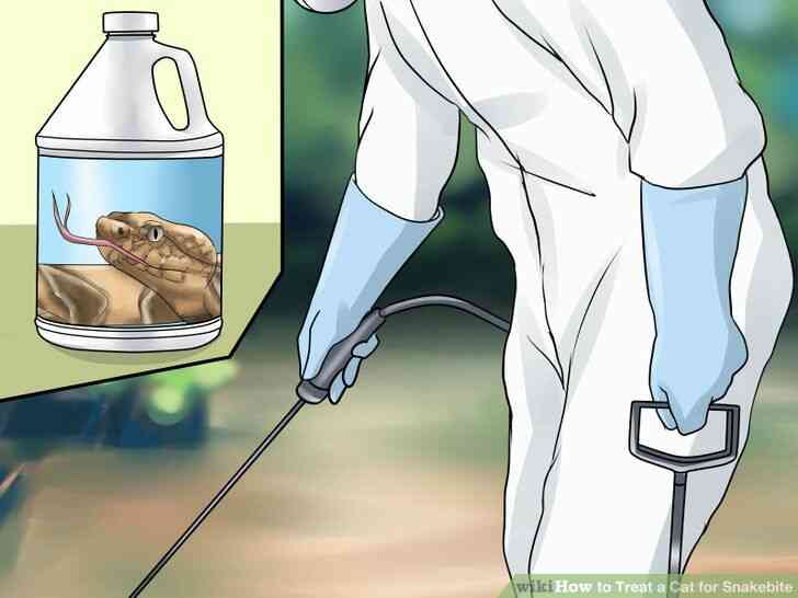 Image intitulée Traiter un Chat pour les Morsures de l